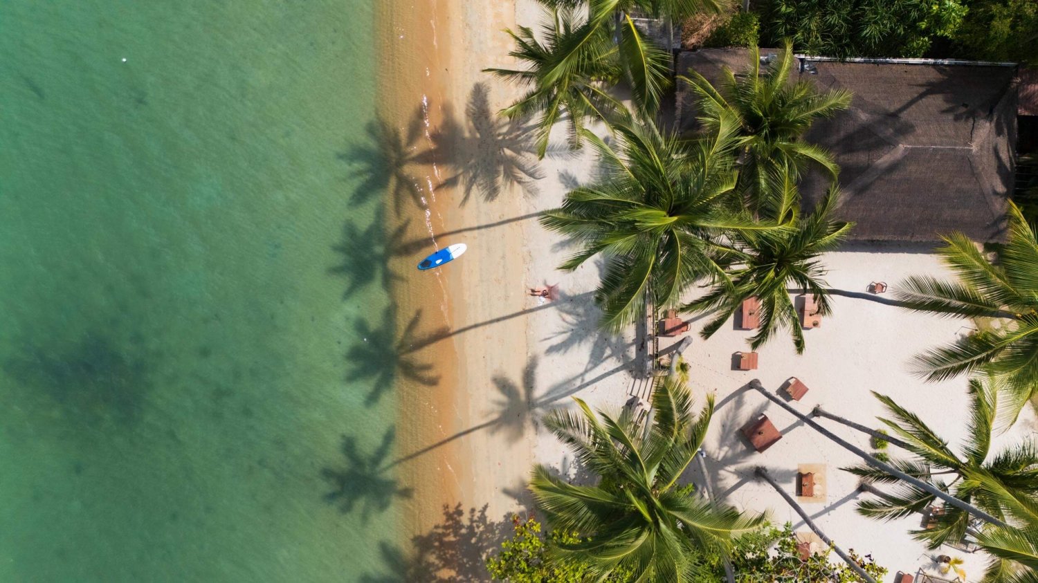 Ariel shot of a sandy beach with palm trees