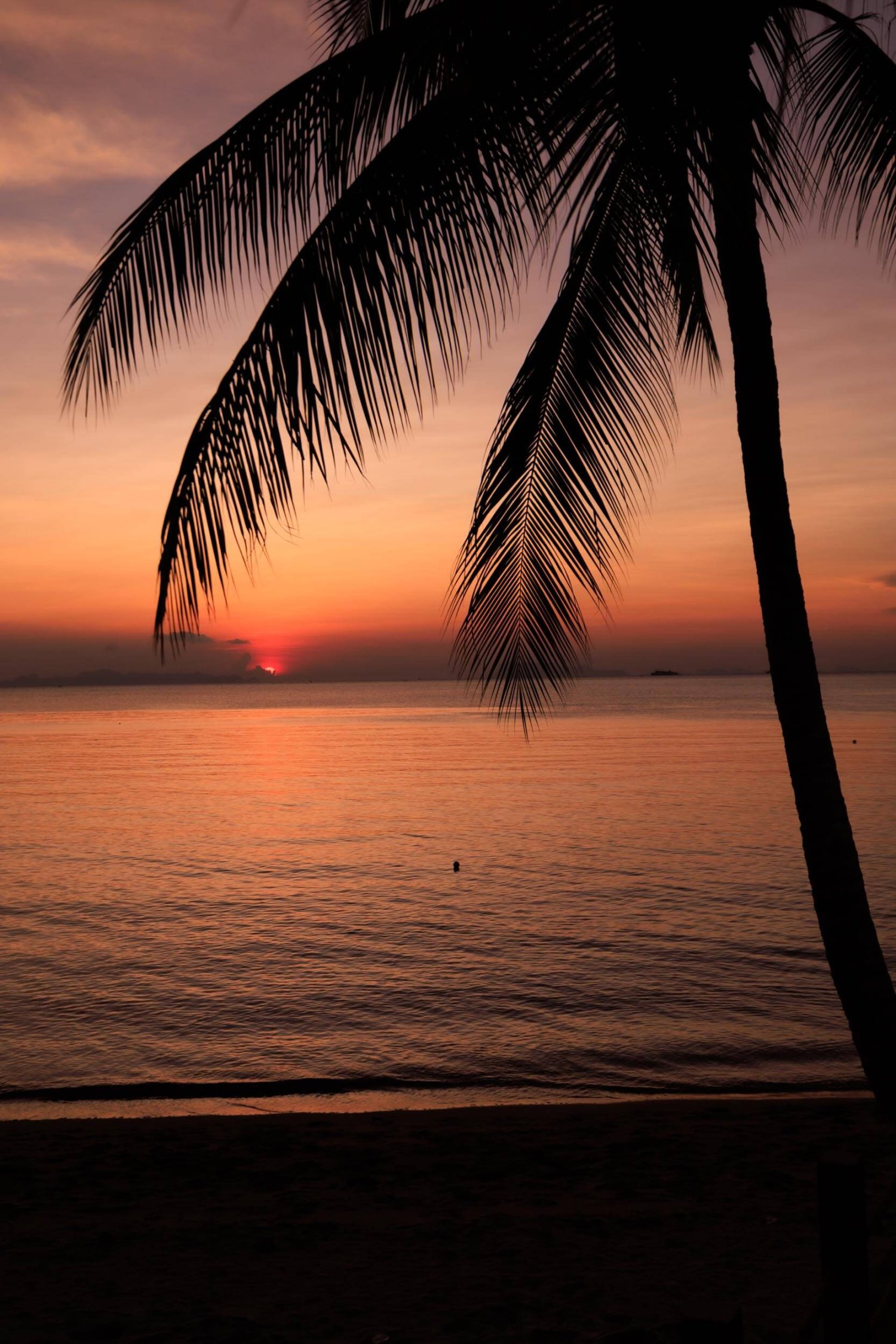 Sun setting over the sea with the silhouette of a palm tree