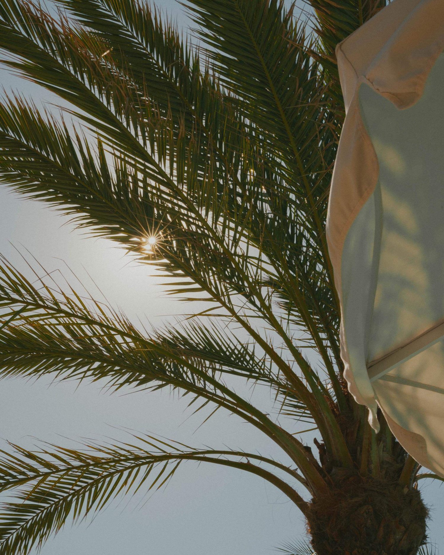 Palm tree leaves with sun peering through