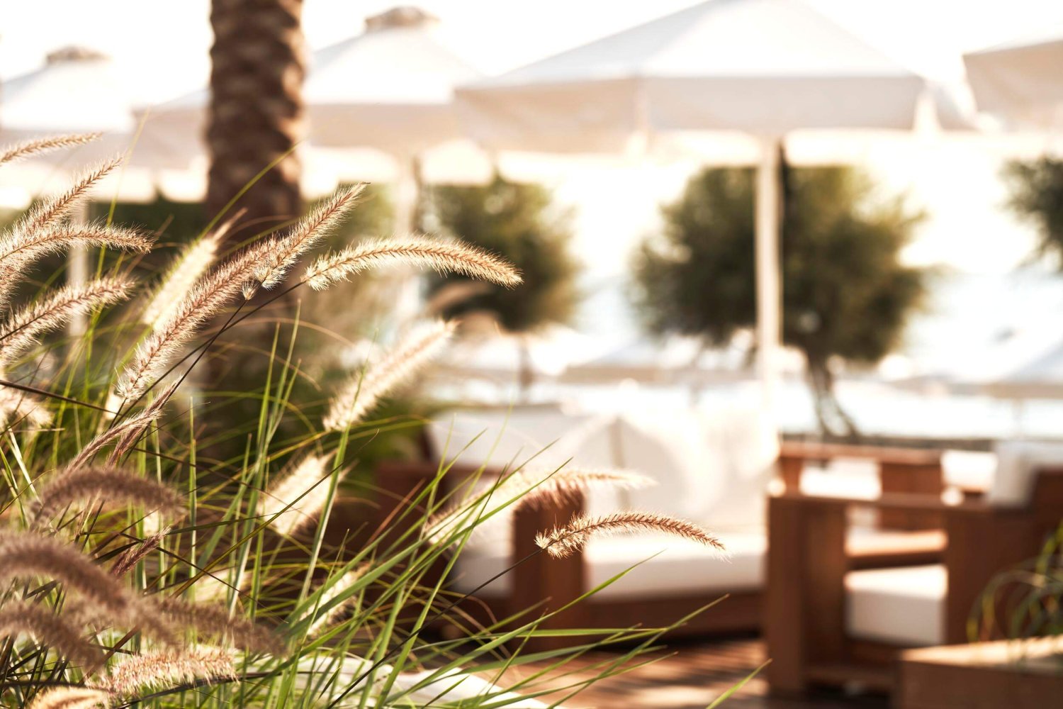 Foliage in front of outdoor seating area