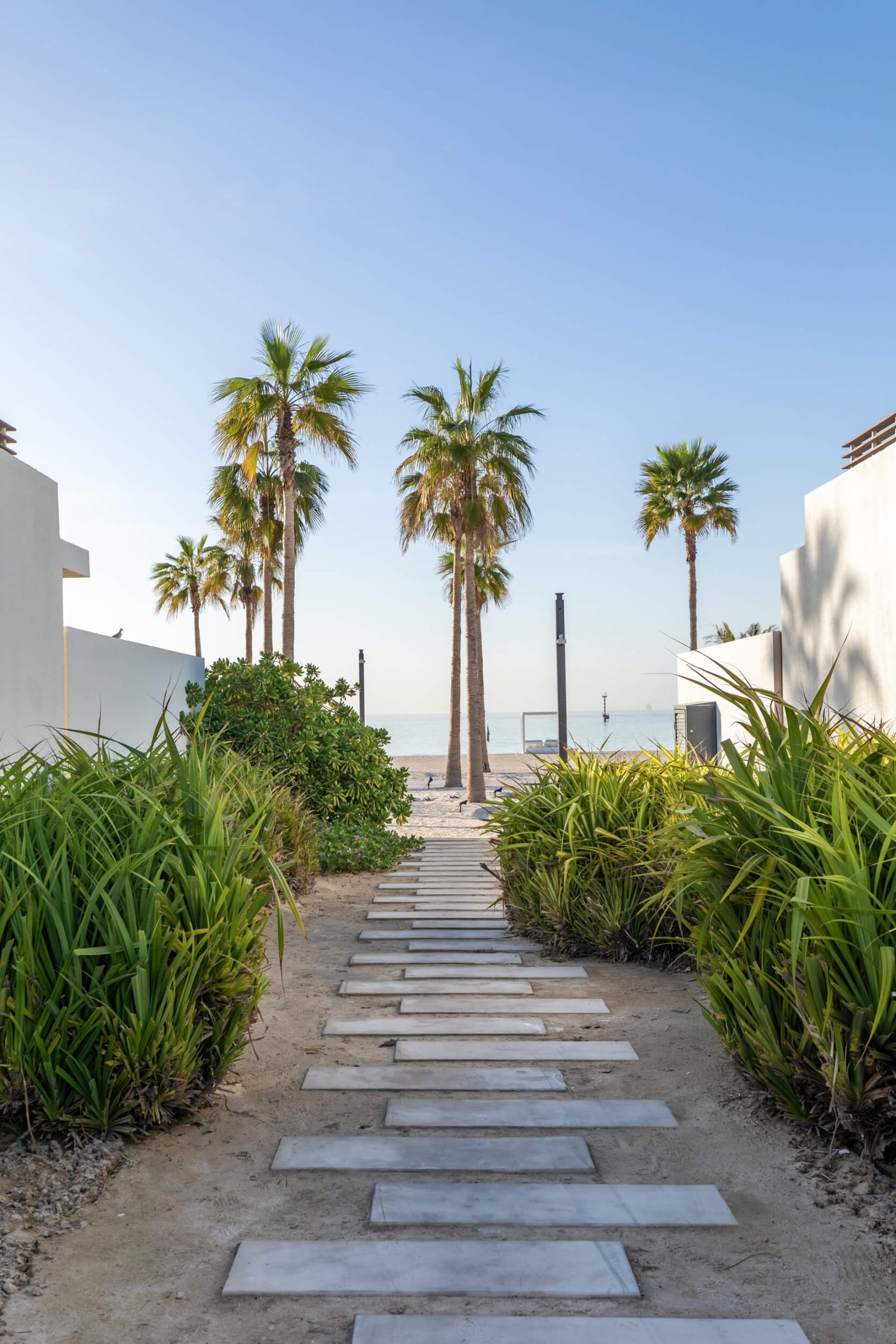Walking leading to beach and palm trees