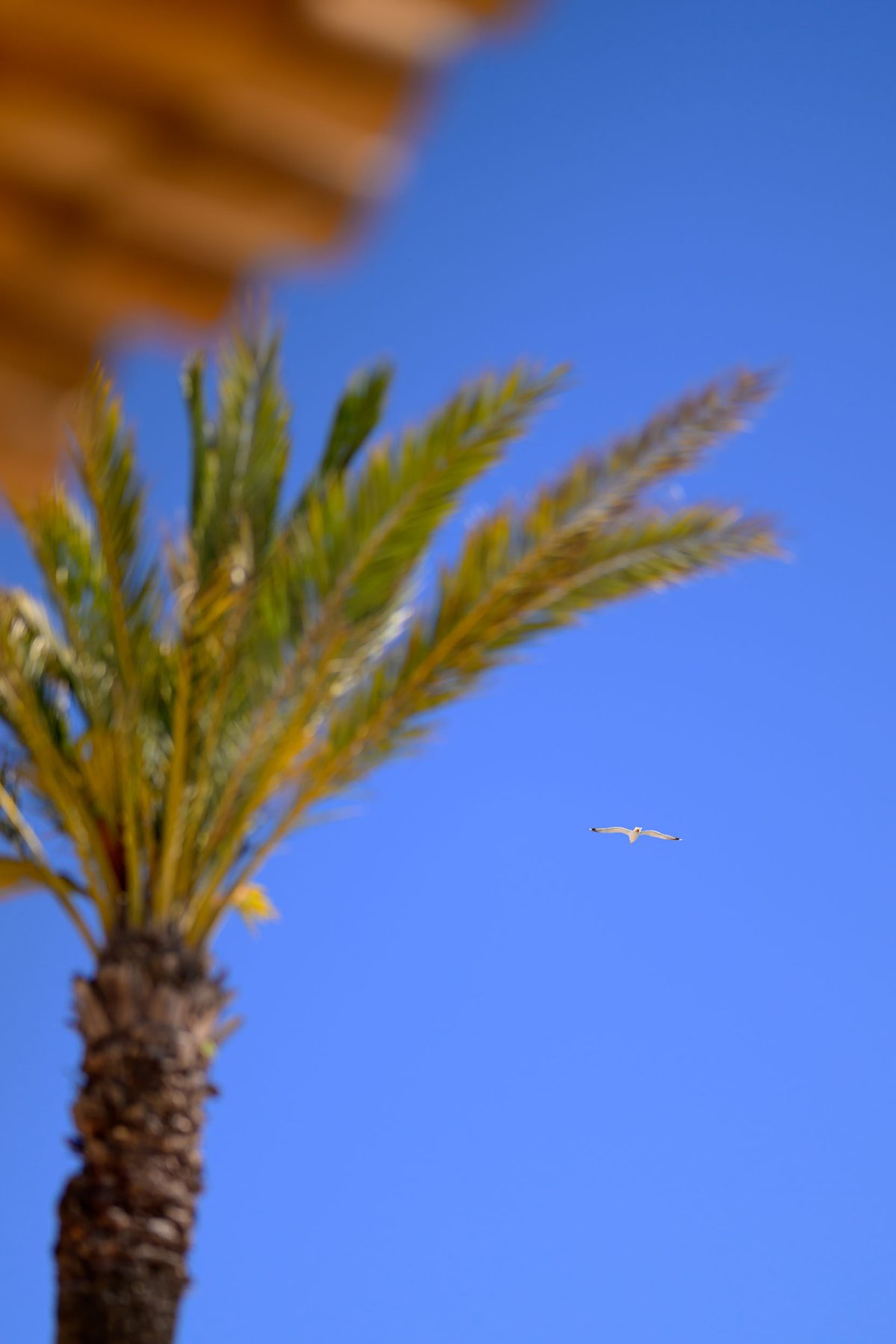 palm tree with a seagull flying passed in the background